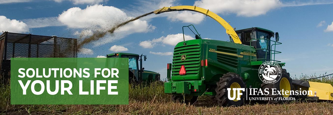 UF IFAS Solutions for Your Life Agriculture
