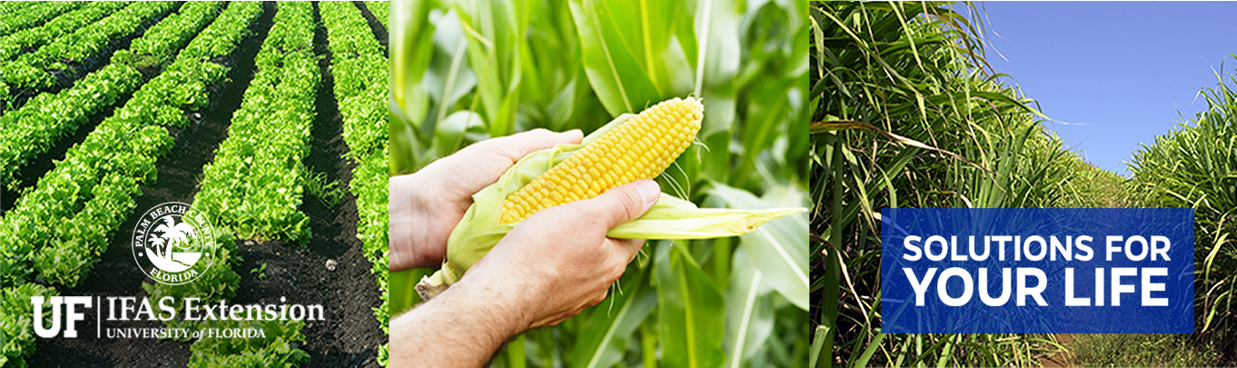 UF IFAS Solutions for Your Life Agriculture banner