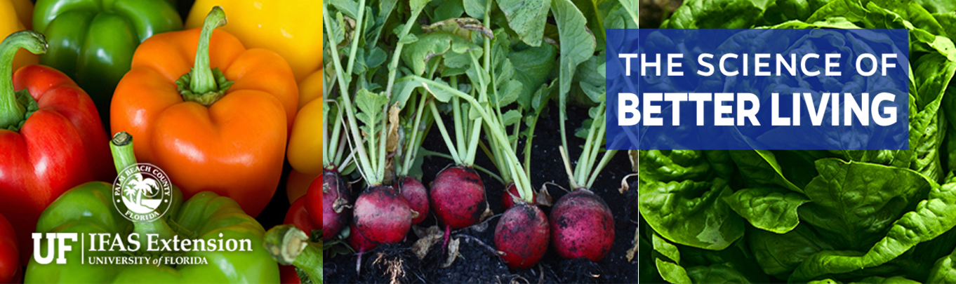 Banner featuring different Florida grown vegetables