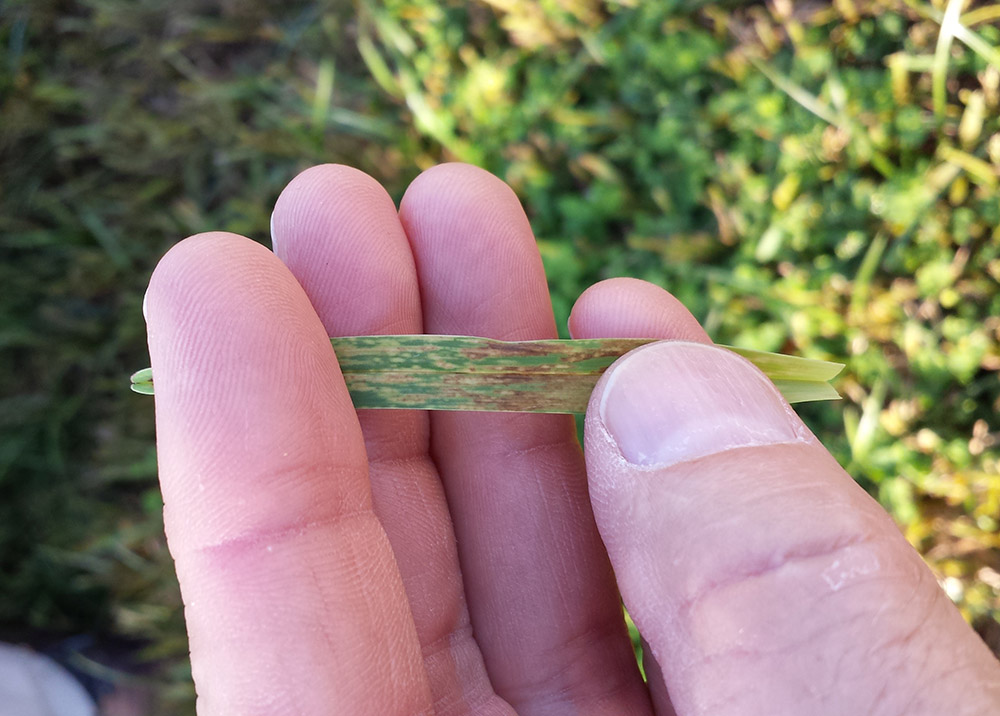 Sugarcane Mosaic Virus