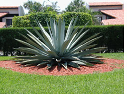 Agave plant