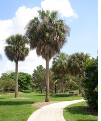 Native Cabbage Palm