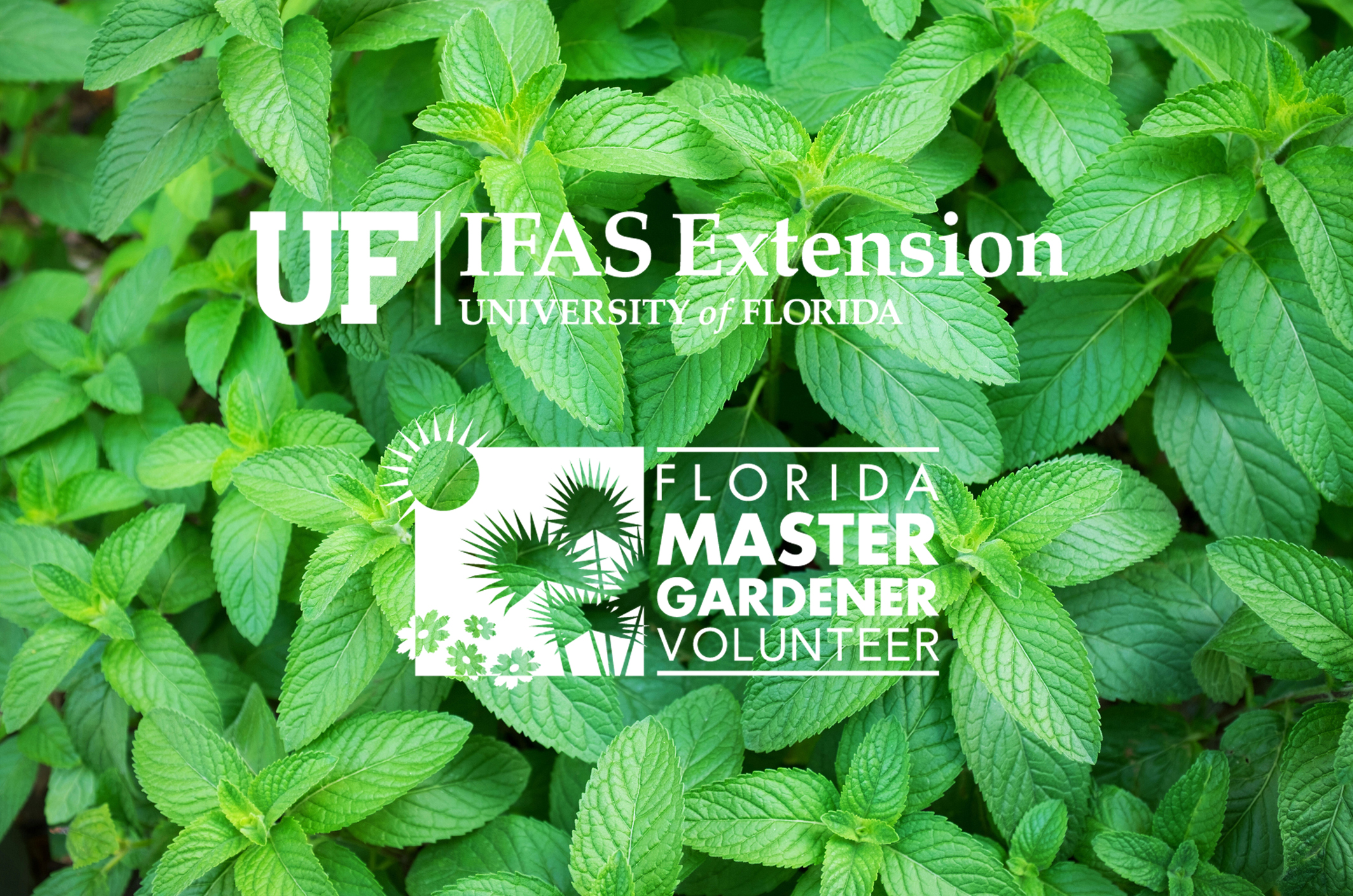 Spearmint MG logo.jpg