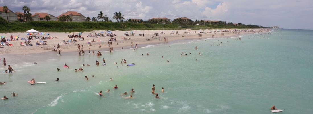 Picture of a healthy beach/dune ecosystem