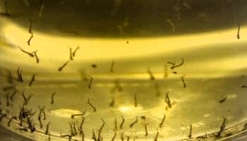 Adult mosquitoes