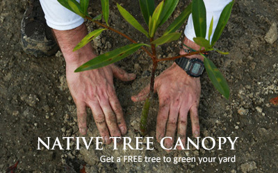 Picture of a tree being planted