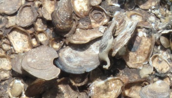 oysters picture