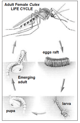 Mosquito Life Cycle Graphic