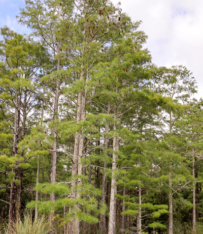 Cluster of bald cypress trees in wetland swamp