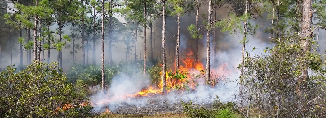 Picture of a controlled fire in a Palm Beach County Natural Area