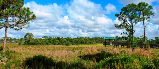 Picture of the shaded observation platform and accessible boardwalk overlooking the wetland at Sweetbay Natural Area