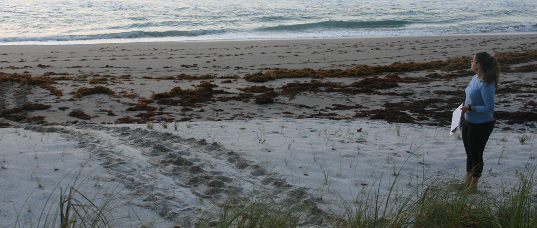 ERM Staff Conducting Early Morning Beach Survey for Signs of Sea Turtle Nesting Activity