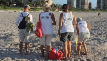 sea turtle nest monitoring picture