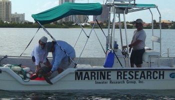 sea turtles in shore picture