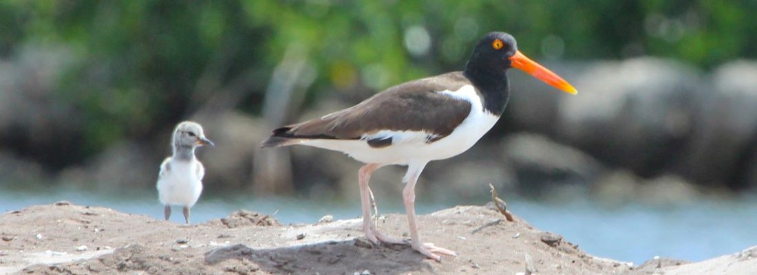 Oystercatcher nesting birds utlizing restored habitat in Lake Worth Lagoon