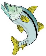 Illustration of Snook