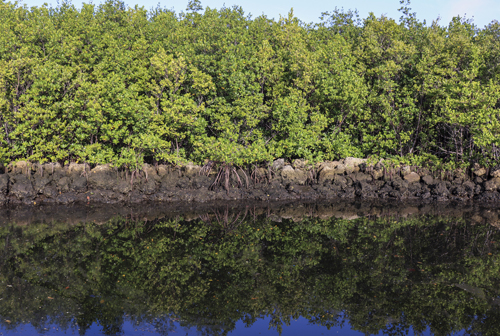 Picture of an American Oystercatcher Shorebird Flying