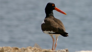 Picture of an American Oystercatcher Shorebird foraging on rocky shoreline in Lake Worth Lagoon