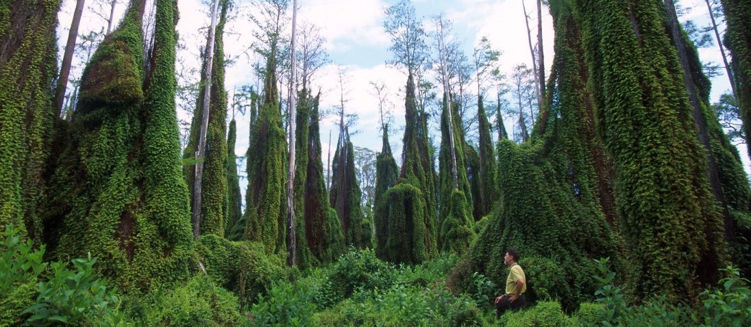 Old World Climbing Fern Growing up Native Trees in a Natural Area