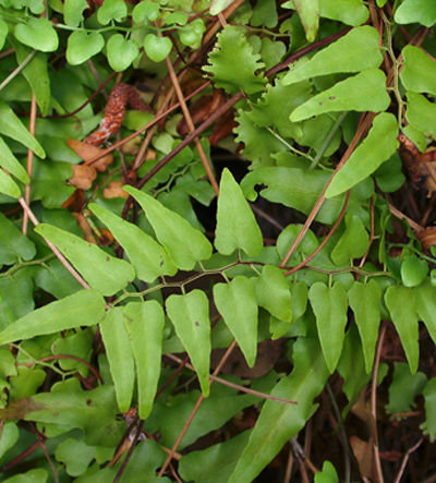 Close up of leaflets on Old World Climbing Fern