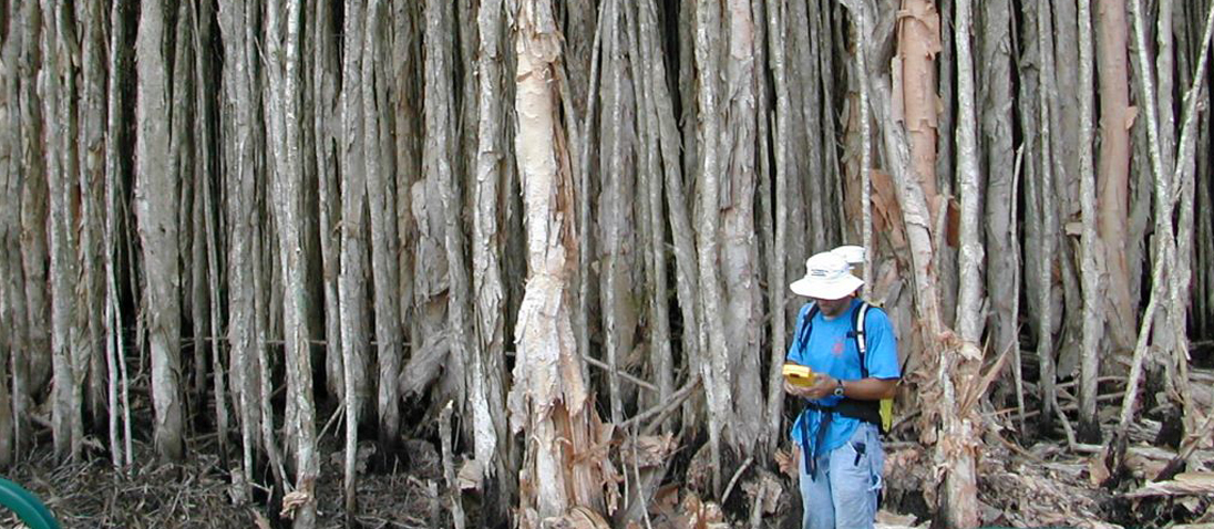 Large monoculture stand of Melaleuca trees in a natural area