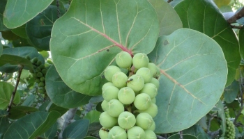 Picture of sea grape fruits