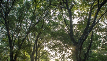 Picture of tree tops, or the crown of the tree canopy
