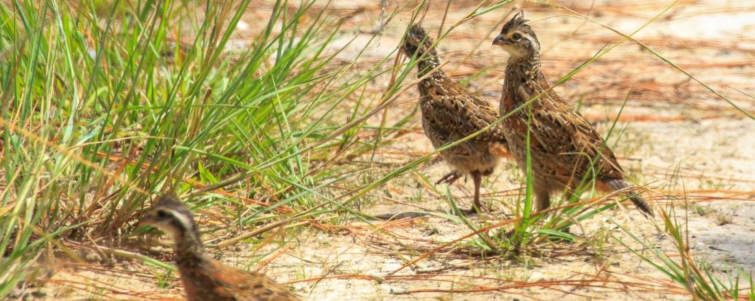Image of bobwhites foraging along the ground