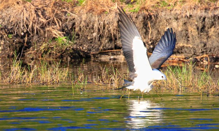 Juvenile swallow tailed kite cleaning feet on the wing