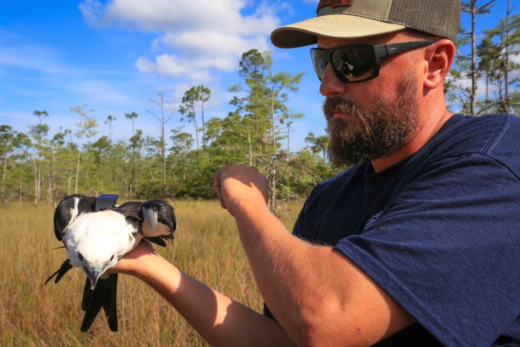 Team member getting ready to release bird