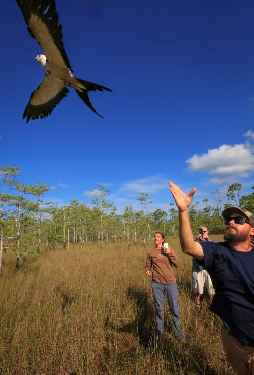 Swallow tailed kite with GPS tracker takes flight