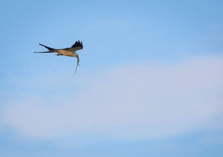 Swallow tailed kite eating on the wing