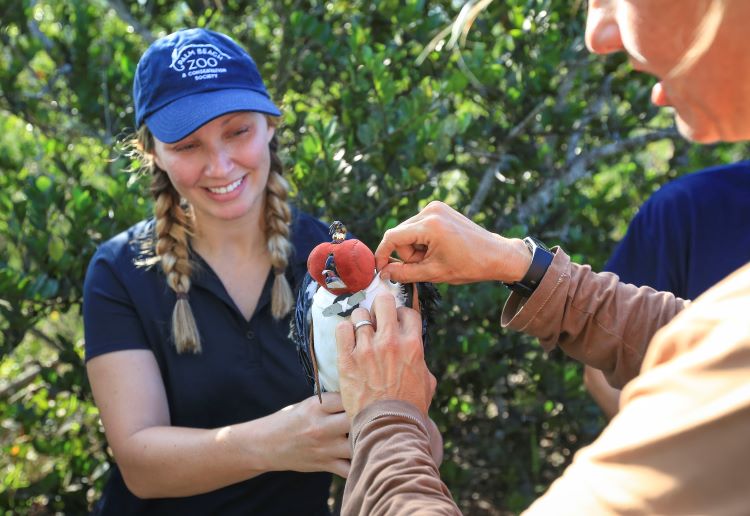 Team attaching the GPS transmitter to the bird