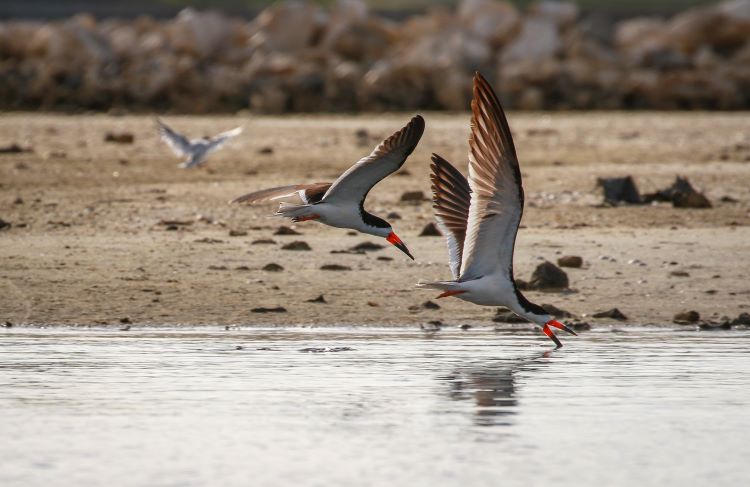 Picture showing the flight behavior of the black skimmer shore bird
