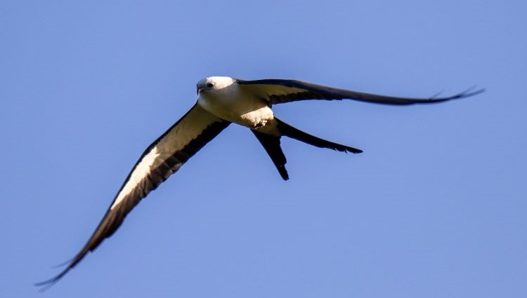 Swallowed tail kite mid air
