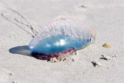 The Portuguese Man-of-War