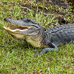 alligator
