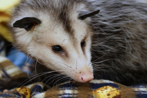 opossum