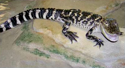 Alligator