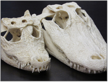 south florida animals