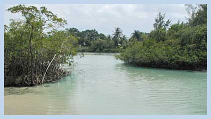 mangrove and water