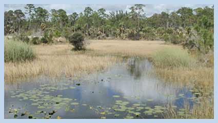 marsh and water