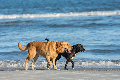 Pair of dogs taking a walk on the beach