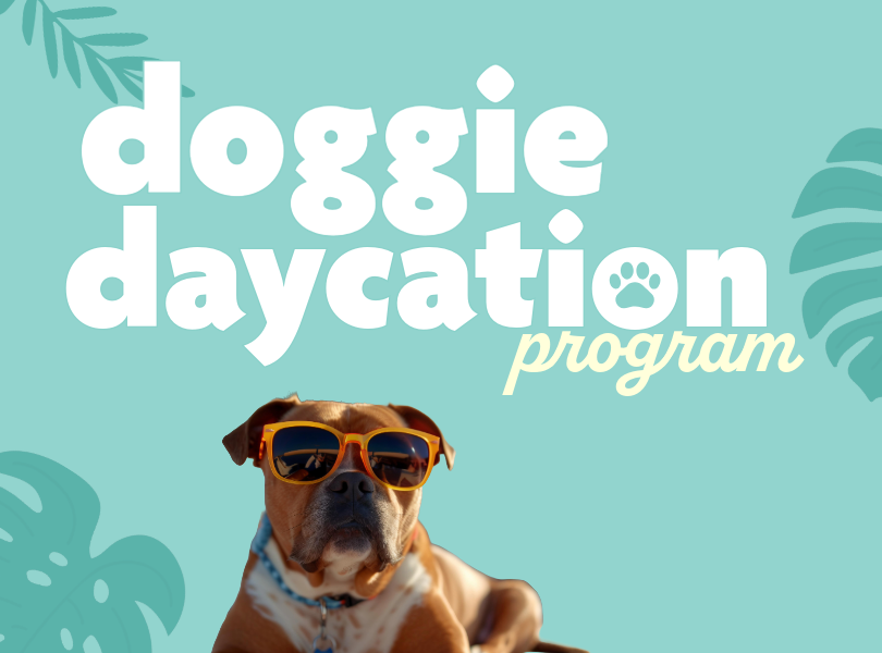 http://pbcauthor/publicsafety/animalcare/SiteImages/newsroom/DoggieDaycation.png