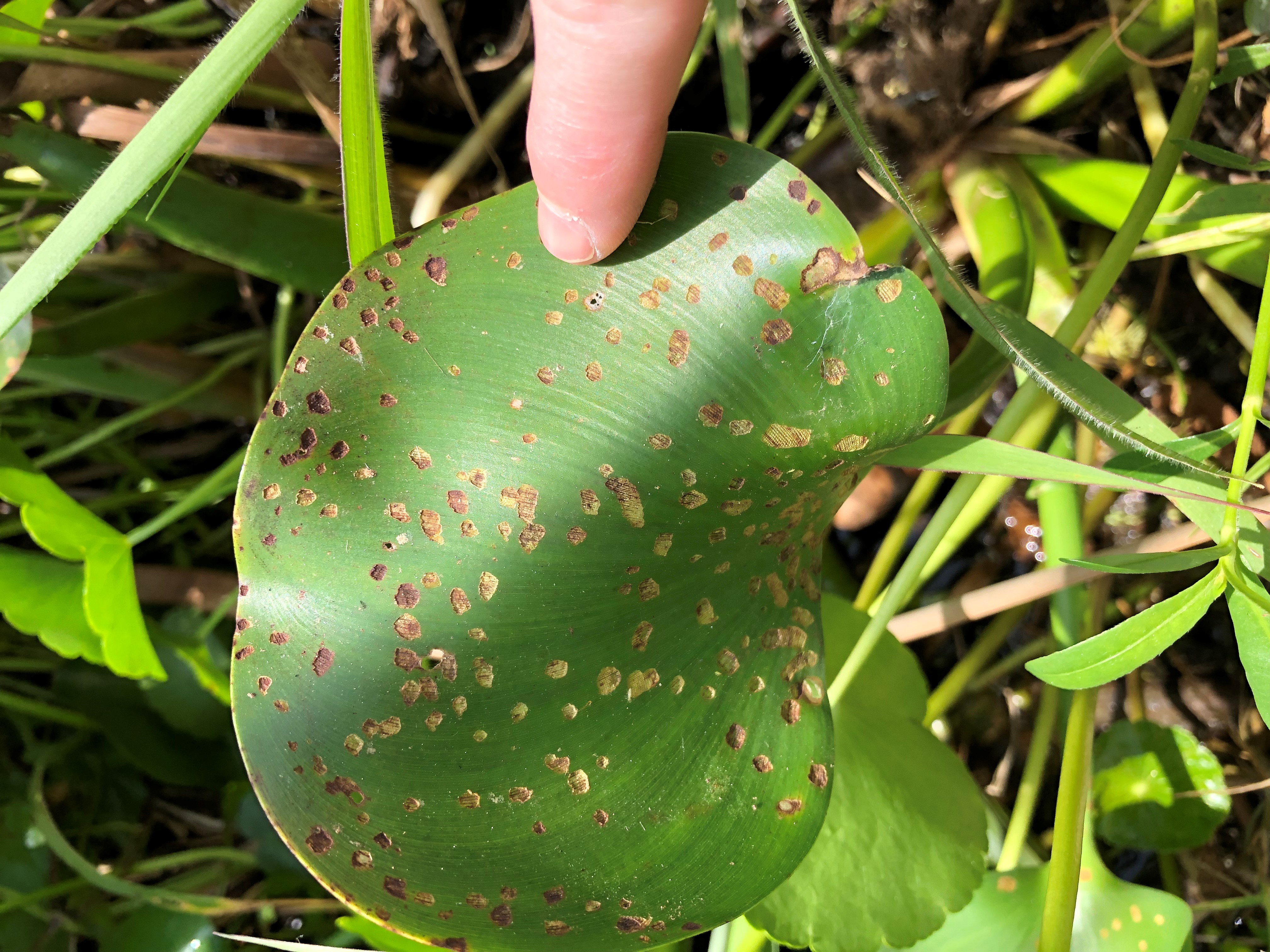 Weevil damage to water hyacinth