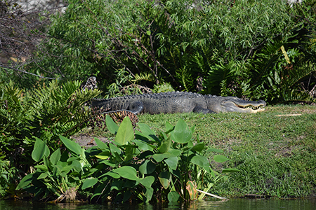 http://pbcspauthor/waterutilities/SiteImages/WakodahatcheeAlligator.jpg